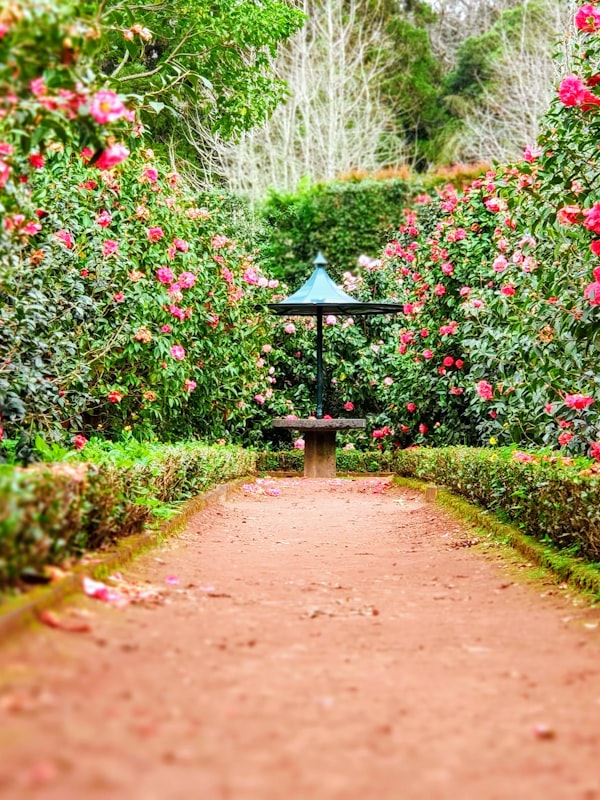 Professional landscaping with trimmed hedges and stone pathways